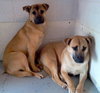 Blossom-ADOPTED 05.12.13