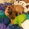 Blossom-ADOPTED 05.12.13