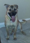 Blossom-ADOPTED 05.12.13