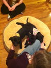 Bh Litter Spring - ADOPTED 03.31.13