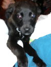 Bh Litter-Lilly-ADOPTED 04.15.13