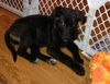 Bh Litter-Lilly-ADOPTED 04.15.13