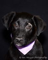 Bh Litter-Lilly-ADOPTED 04.15.13