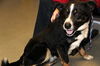 Martini-ADOPTED 06.29.13