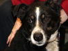 Martini-ADOPTED 06.29.13
