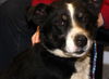 Martini-ADOPTED 06.29.13