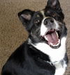 Martini-ADOPTED 06.29.13
