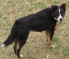 Martini-ADOPTED 06.29.13