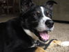 Martini-ADOPTED 06.29.13