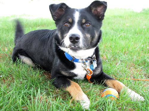 Martini-ADOPTED 06.29.13