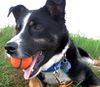 Martini-ADOPTED 06.29.13