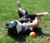 Martini-ADOPTED 06.29.13