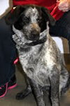 Mendy-ADOPTED 04.13.13