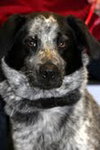 Mendy-ADOPTED 04.13.13
