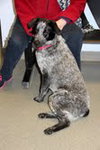 Mendy-ADOPTED 04.13.13
