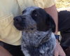 Mendy-ADOPTED 04.13.13