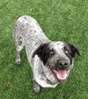 Mendy-ADOPTED 04.13.13