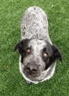 Mendy-ADOPTED 04.13.13