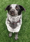 Mendy-ADOPTED 04.13.13