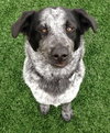 Mendy-ADOPTED 04.13.13