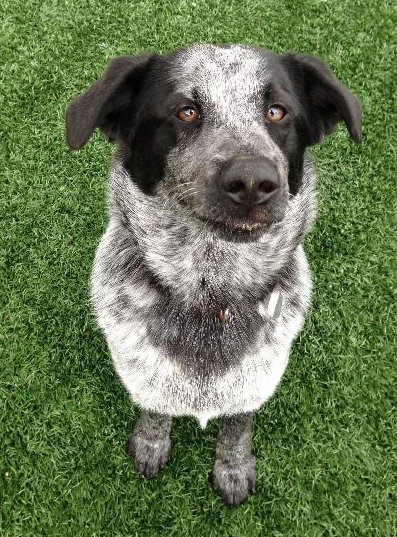 Mendy-ADOPTED 04.13.13