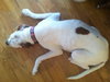 Stella - ADOPTED 06.22.13