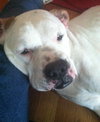 Stella - ADOPTED 06.22.13