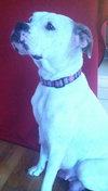 Stella - ADOPTED 06.22.13