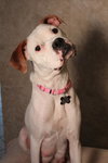 Stella - ADOPTED 06.22.13