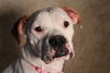 Stella - ADOPTED 06.22.13