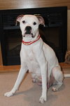 Stella - ADOPTED 06.22.13