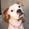 Stella - ADOPTED 06.22.13