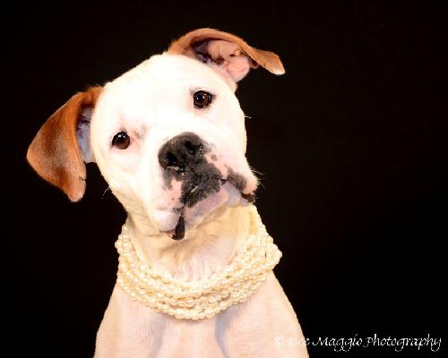 Stella - ADOPTED 06.22.13