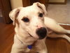 Kerry â¥-ADOPTED 05.29.13