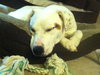 Kerry â¥-ADOPTED 05.29.13