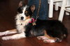Sweetheart - Special Girl! - ADOPTED 04.09.13