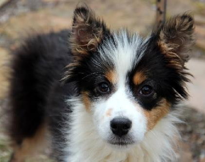 Sweetheart - Special Girl! - ADOPTED 04.09.13