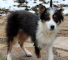 Sweetheart - Special Girl! - ADOPTED 04.09.13