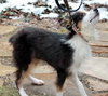 Sweetheart - Special Girl! - ADOPTED 04.09.13