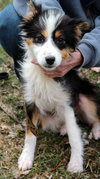 Sweetheart - Special Girl! - ADOPTED 04.09.13