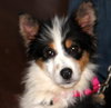 Sweetheart - Special Girl! - ADOPTED 04.09.13