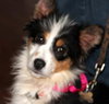 Sweetheart - Special Girl! - ADOPTED 04.09.13