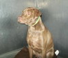 Brandy-ADOPTED 06.14.13