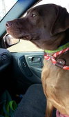 Brandy-ADOPTED 06.14.13