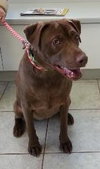 Brandy-ADOPTED 06.14.13