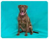 Brandy-ADOPTED 06.14.13
