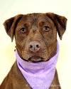 Brandy-ADOPTED 06.14.13