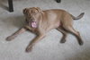 Brandy-ADOPTED 06.14.13