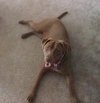 Brandy-ADOPTED 06.14.13
