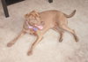 Brandy-ADOPTED 06.14.13